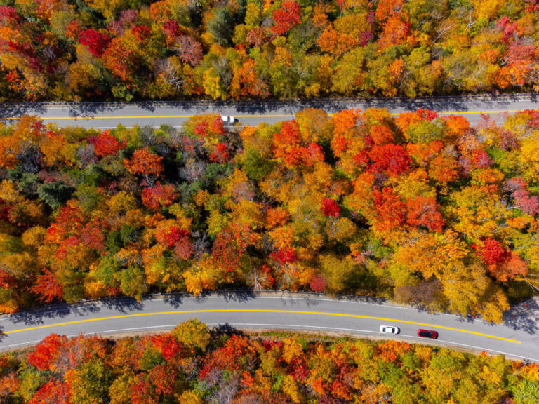 Aerial view of the road and trees in the area of Birch Financial